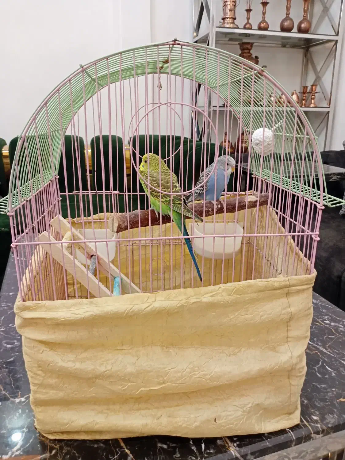 2عددمرغ عشق سروحال باقفس|پرنده|بومهن, |دیوار