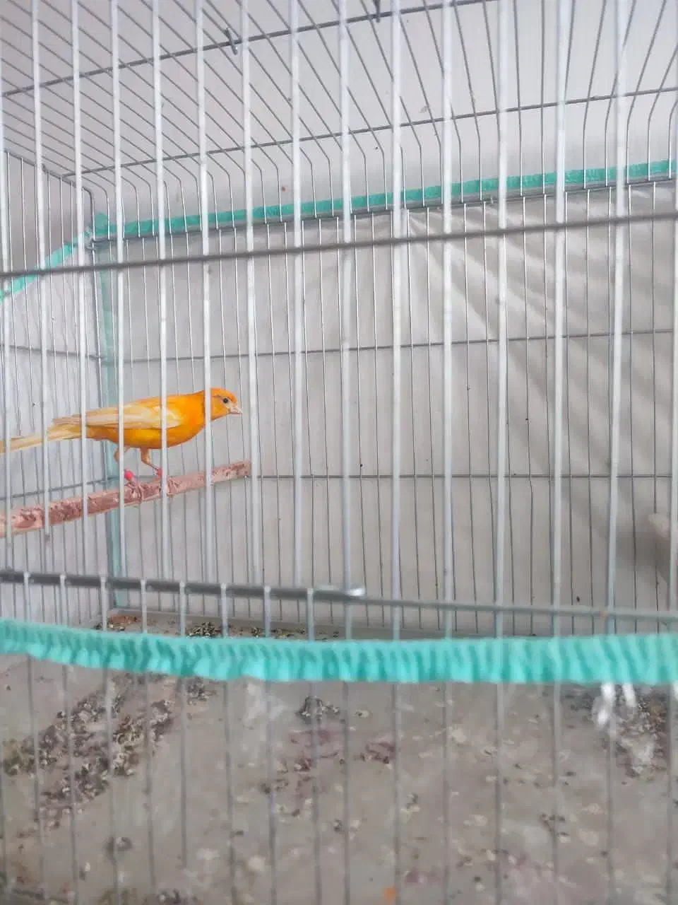 قناری لاکی پرتقالی|پرنده|شیراز, آبیاری|دیوار