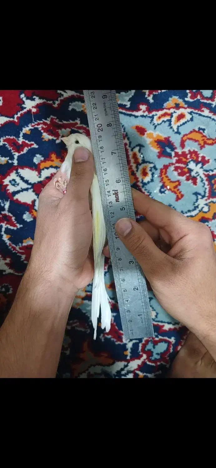 قناری رسمی بلند نر|پرنده|تهران, جیحون|دیوار