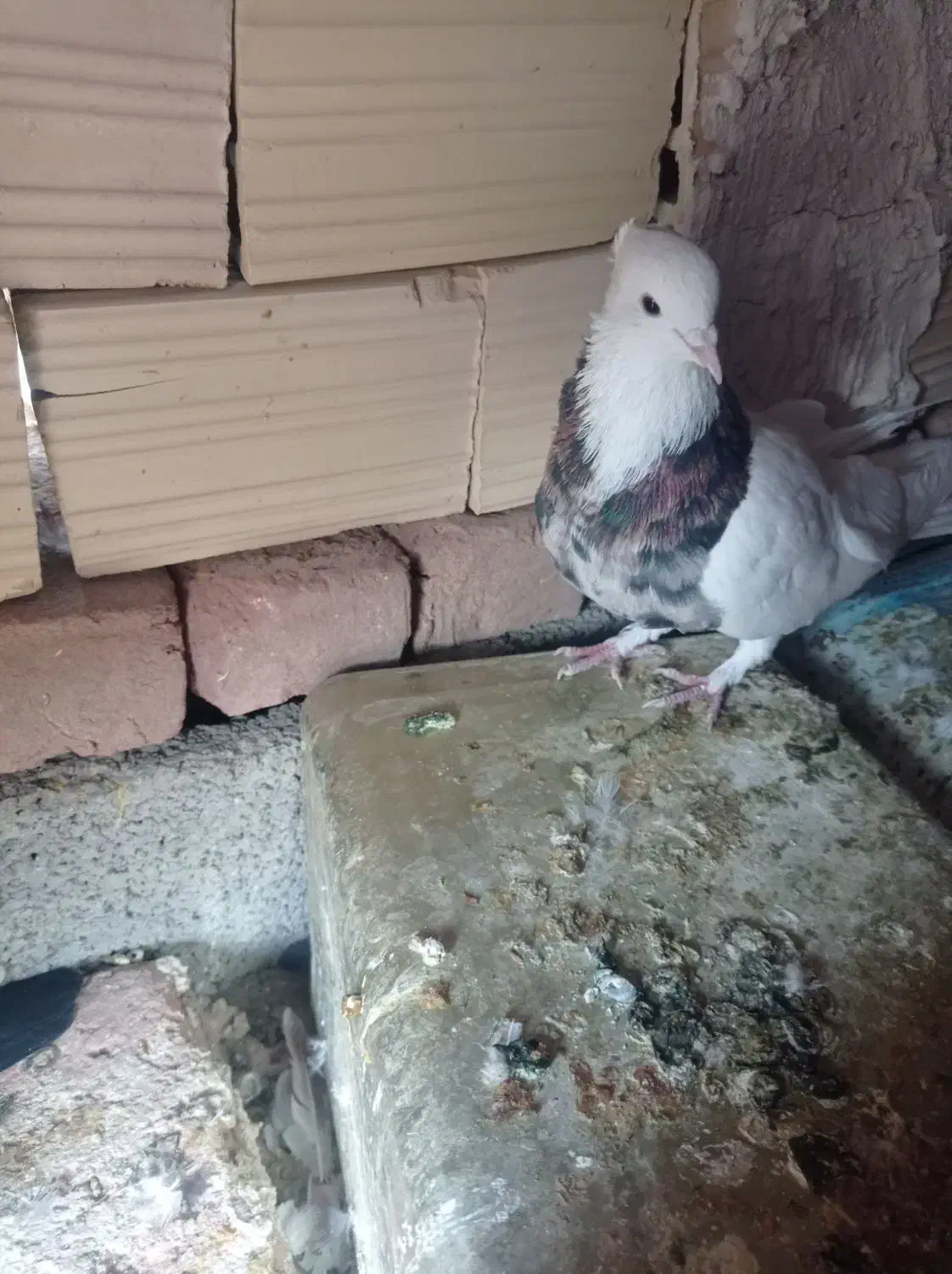 طوق هفت رنگ|پرنده|بیرجند, |دیوار