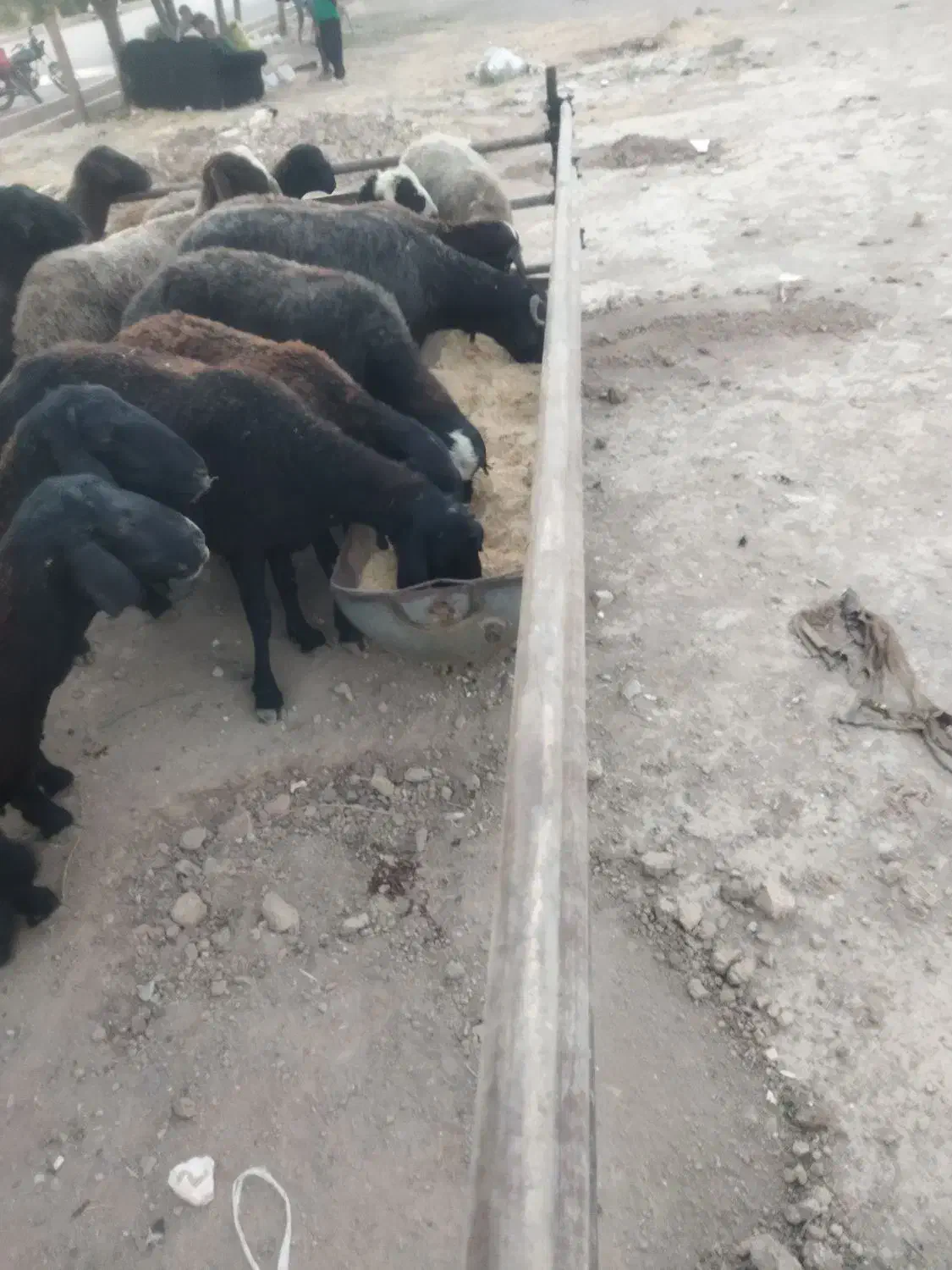 گوسفند زنده|حیوانات مزرعه|شهریار, اسد‌آباد|دیوار