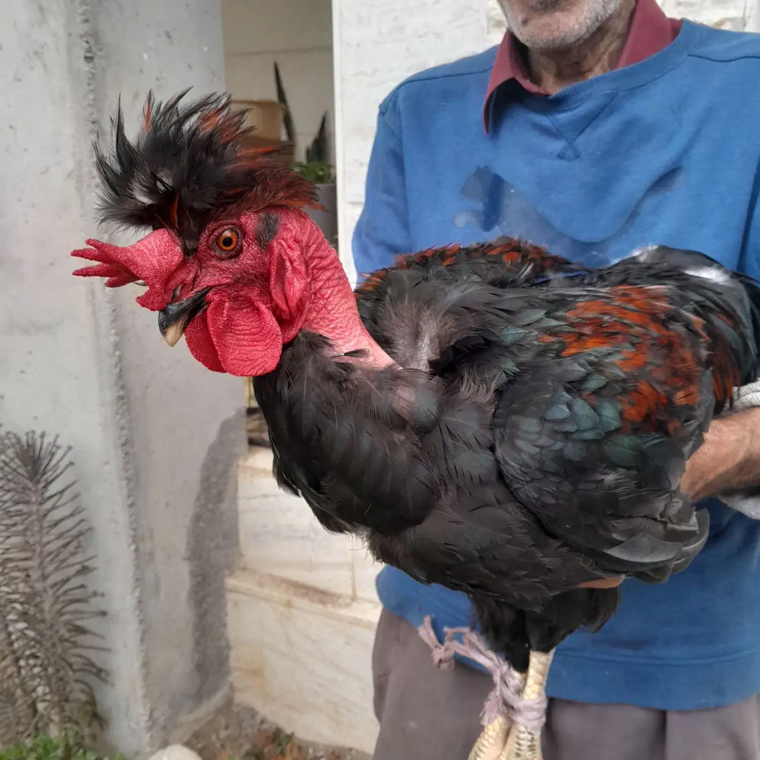 خروس گردن لختی تزئینی حومه لشت نشا|حیوانات مزرعه|رشت, حمیدیان|دیوار