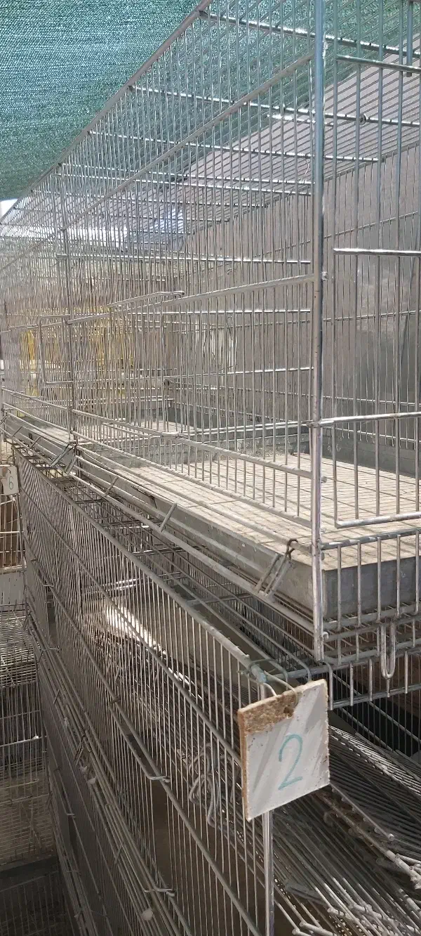 قفس هشت خان|لوازم جانبی حیوانات|کاشمر, |دیوار