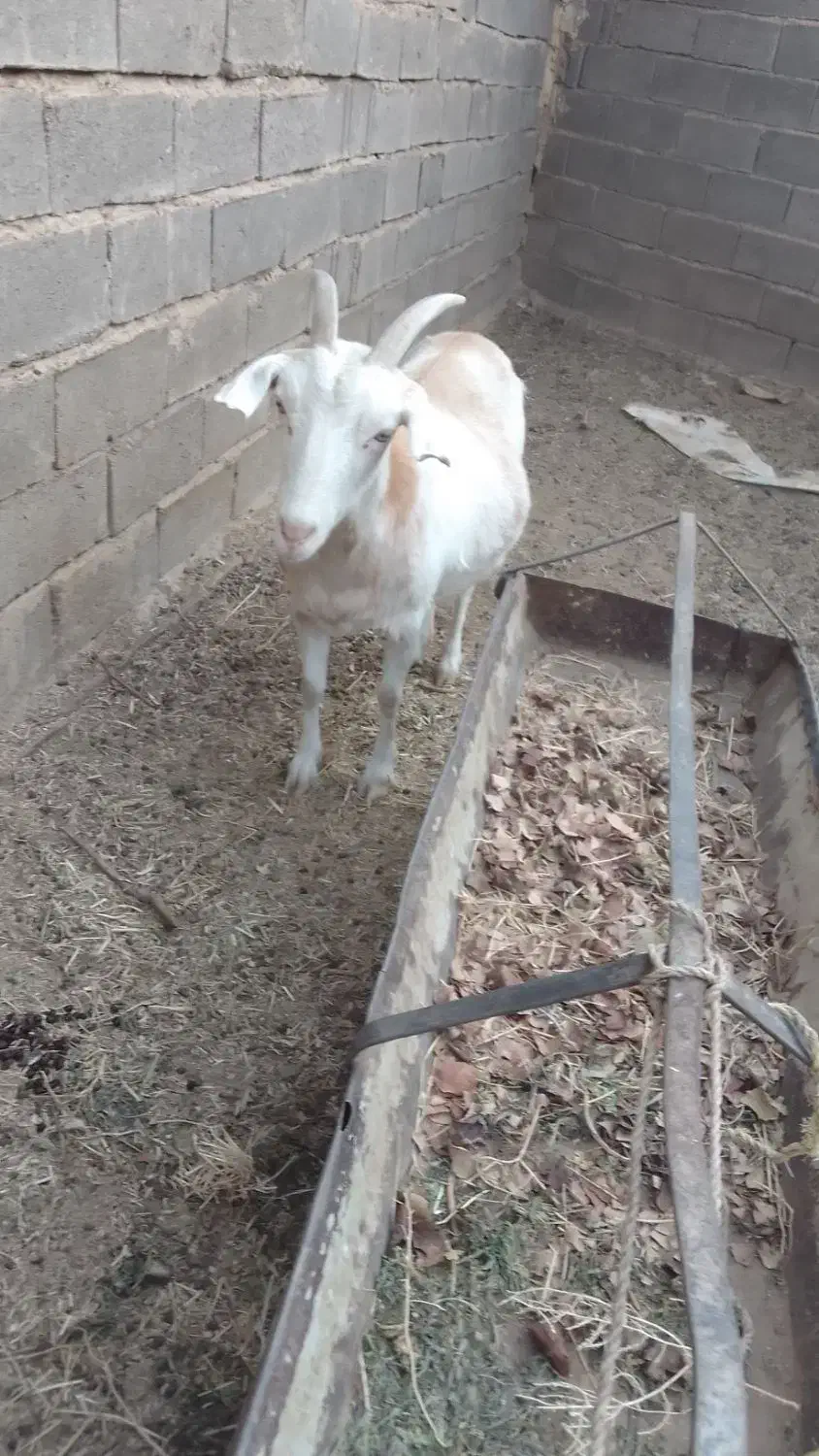 بز سانن|حیوانات مزرعه|سلامی, |دیوار