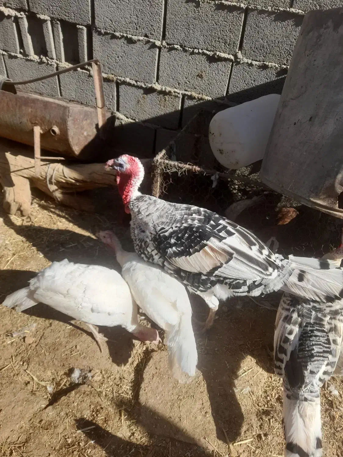 فروشی|حیوانات مزرعه|جوین, |دیوار