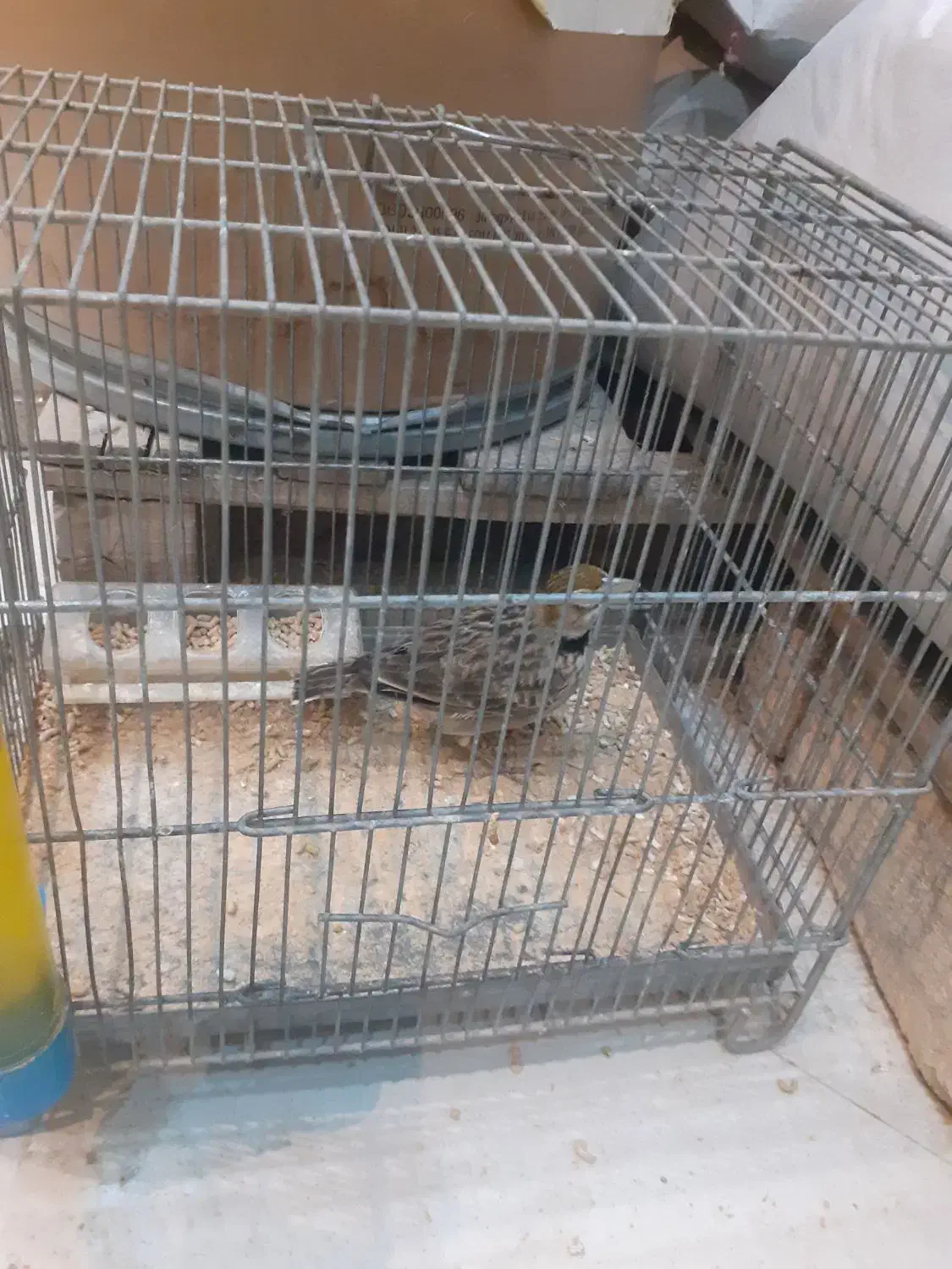 سهره خاکی مست|پرنده|شهریار, شهرک مصطفی خمینی|دیوار