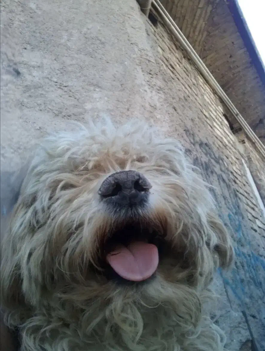 گمشده|سگ|رفسنجان, |دیوار