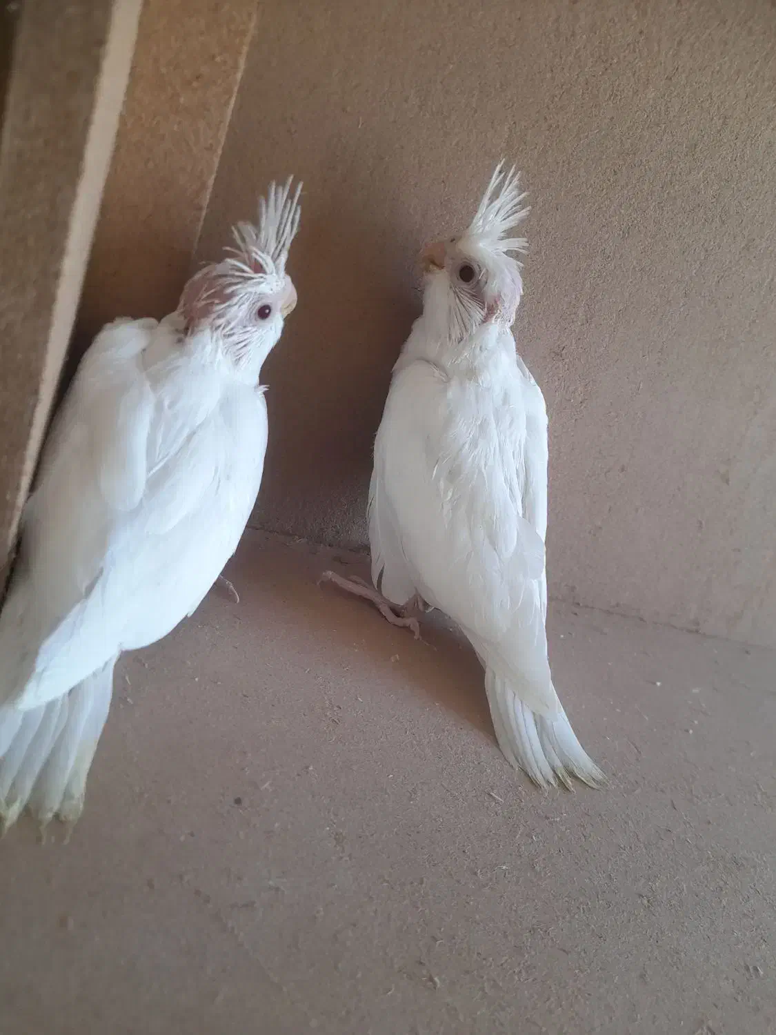 پرنده|پرنده|میناب, |دیوار