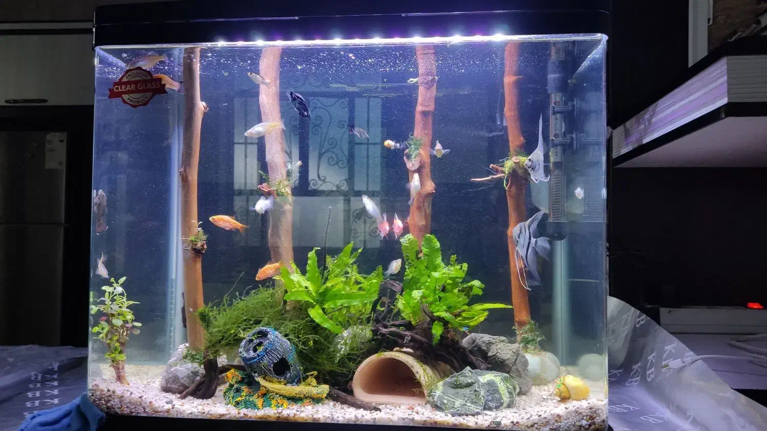 اکواریوم|ماهی|اندیمشک, |دیوار