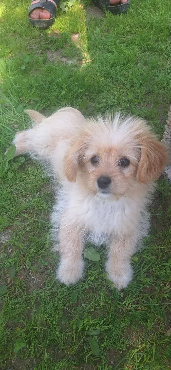 سگ شیتزو سه ماهه|سگ|بندر دیر, |دیوار