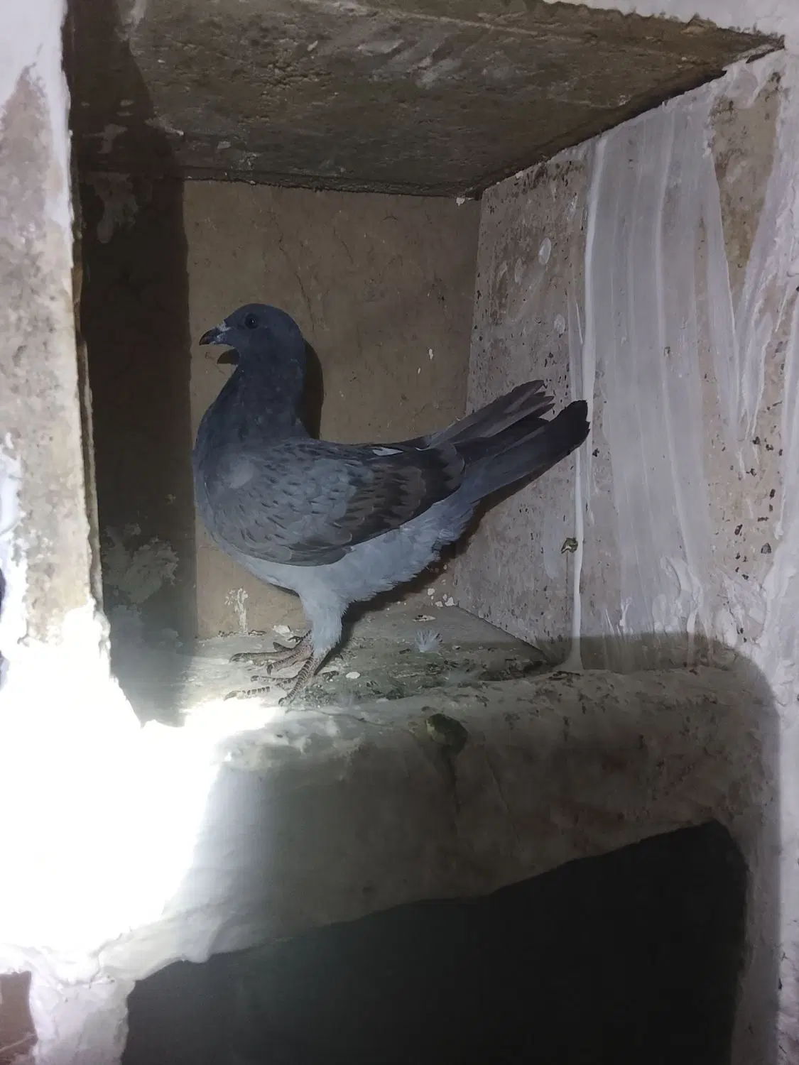 کفتر|پرنده|آشخانه, |دیوار