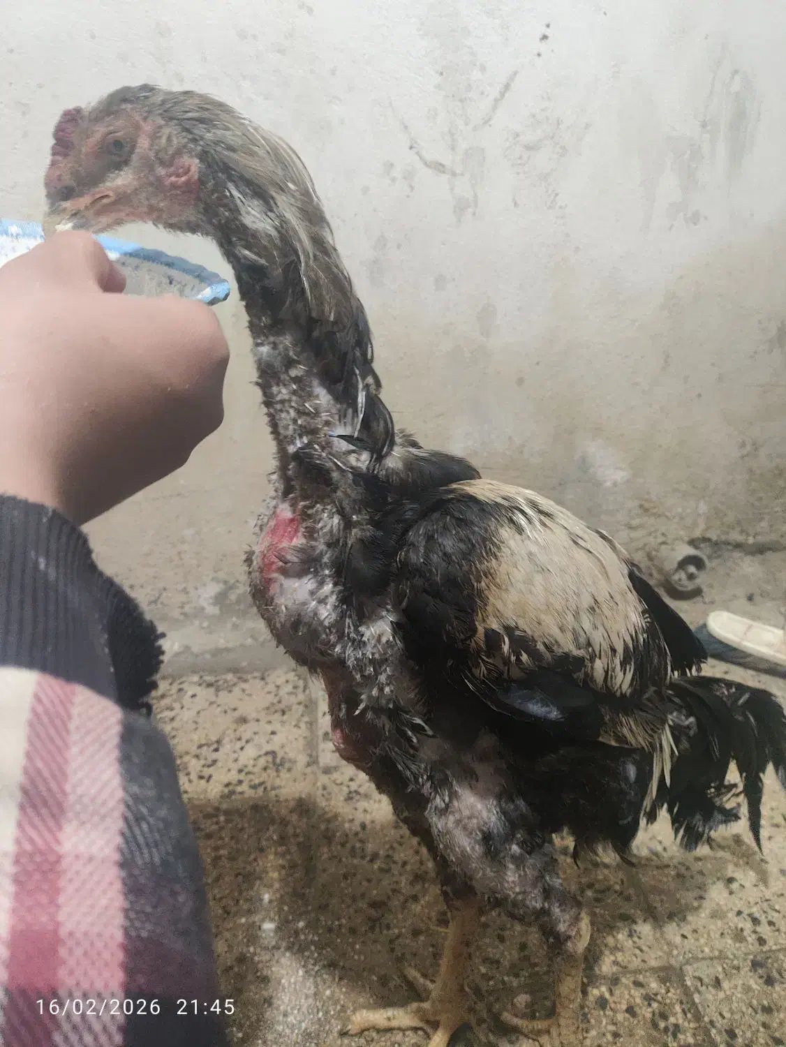 خروس لاری|حیوانات مزرعه|خاو و میرآباد, |دیوار