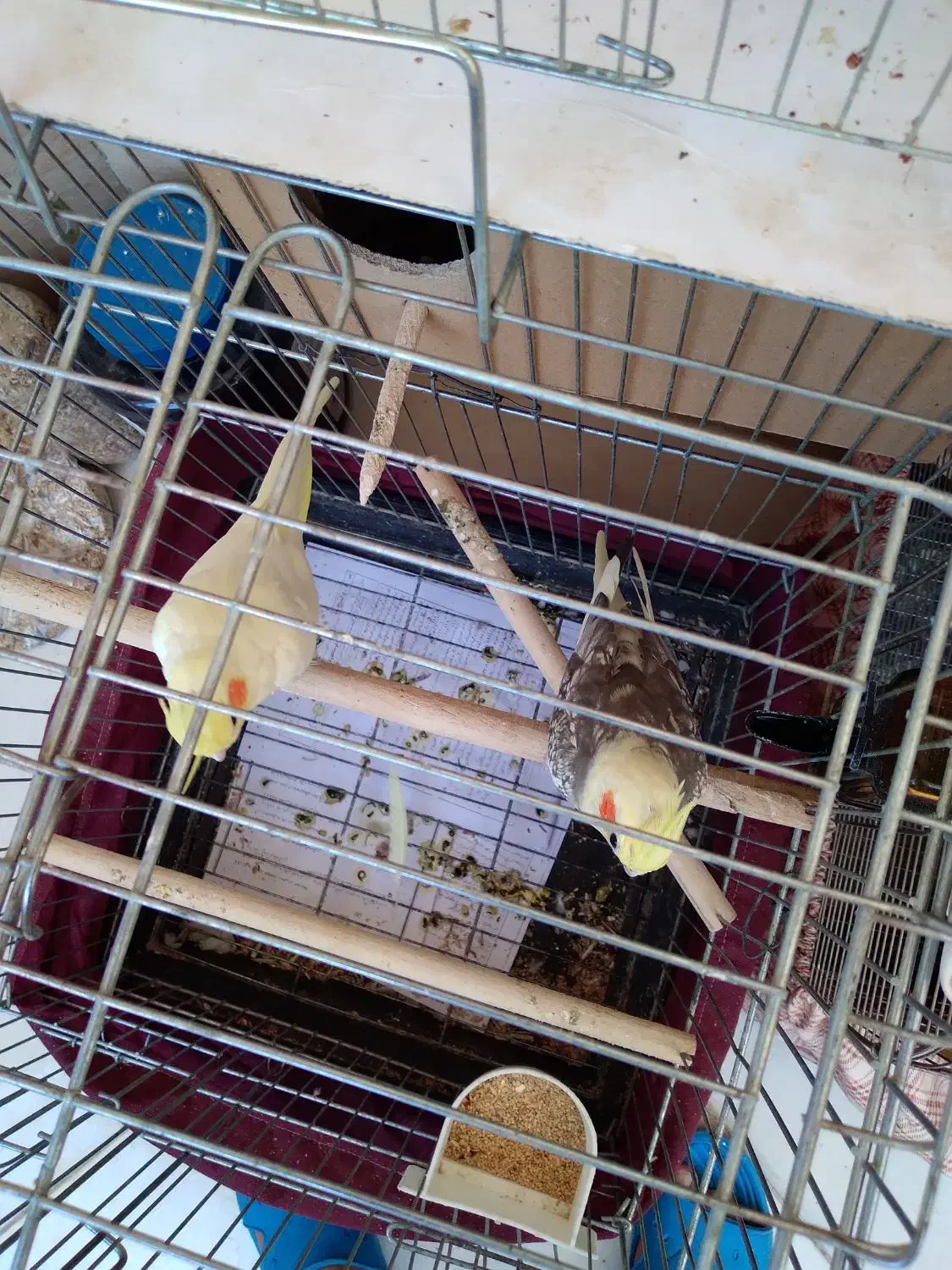 عروس هلندی|پرنده|رباطکریم, رباطکریم|دیوار