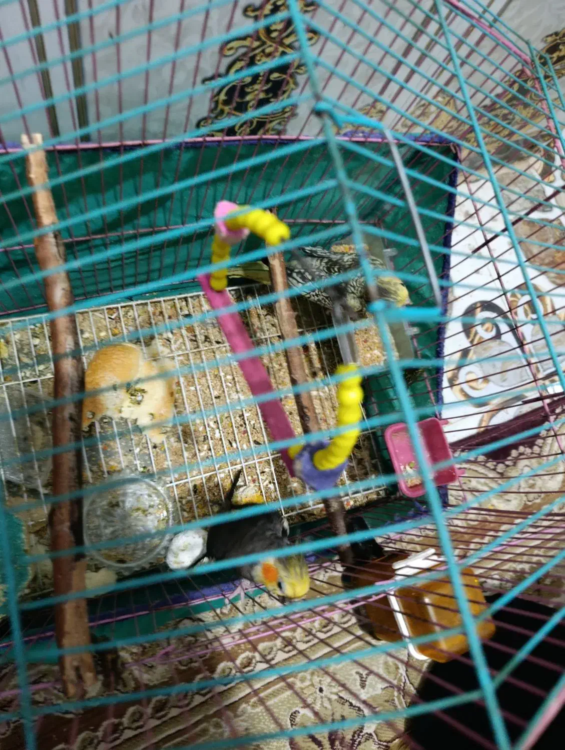 عروس هلندی و جوجه عروس هلندی|پرنده|سوسنگرد, |دیوار