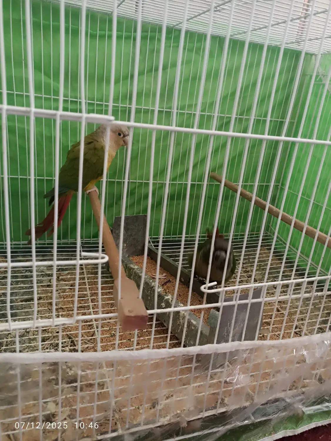 جفت گرینچیک نرماده زمانتی باقرمزی بالا|پرنده|زابل, |دیوار