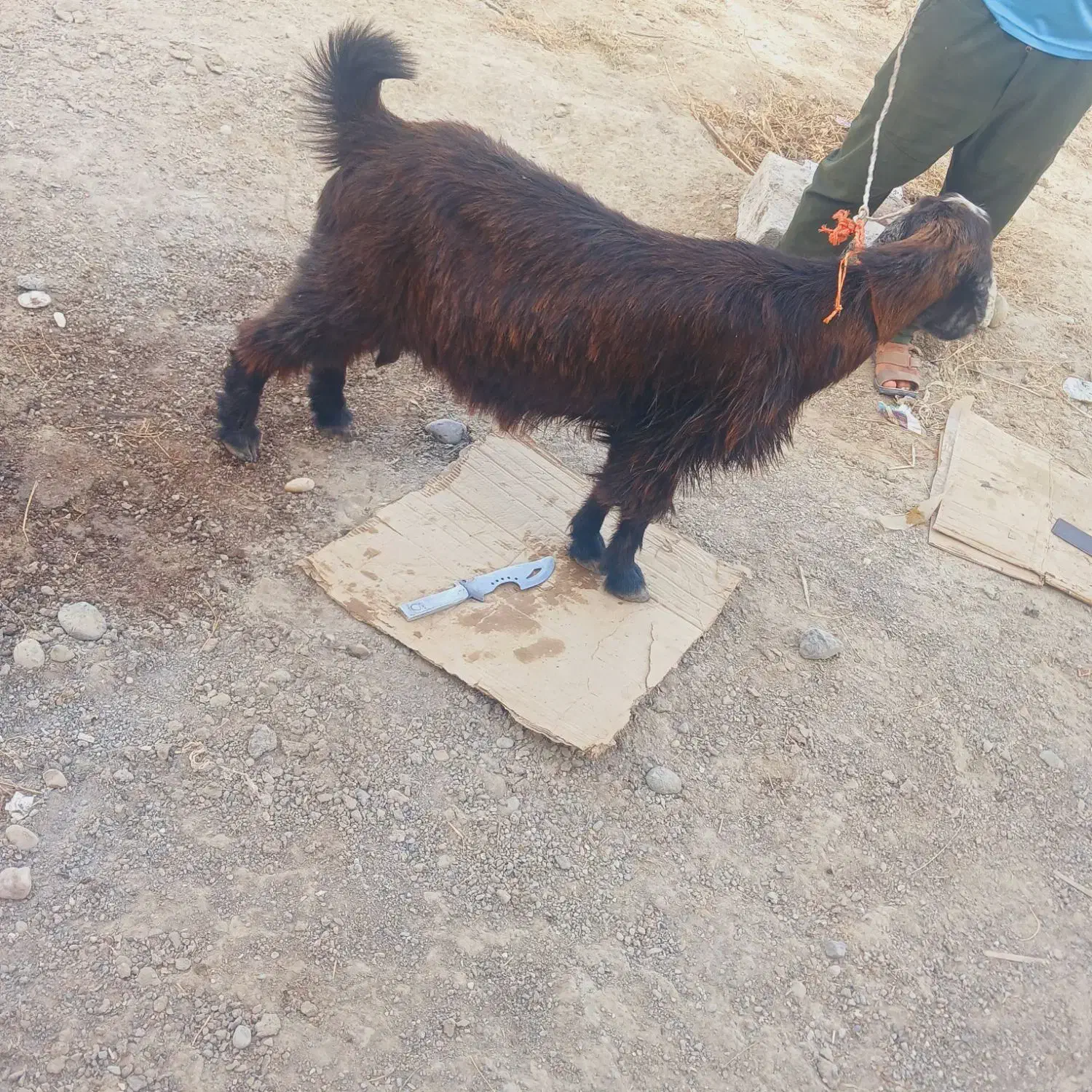 گوشت کهره باکیفیت|حیوانات مزرعه|میناب, |دیوار