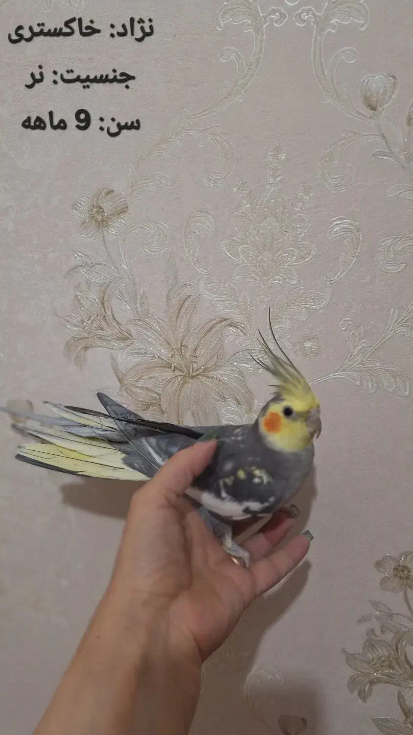 فروش عروسهای هلندی|پرنده|اردبیل, |دیوار