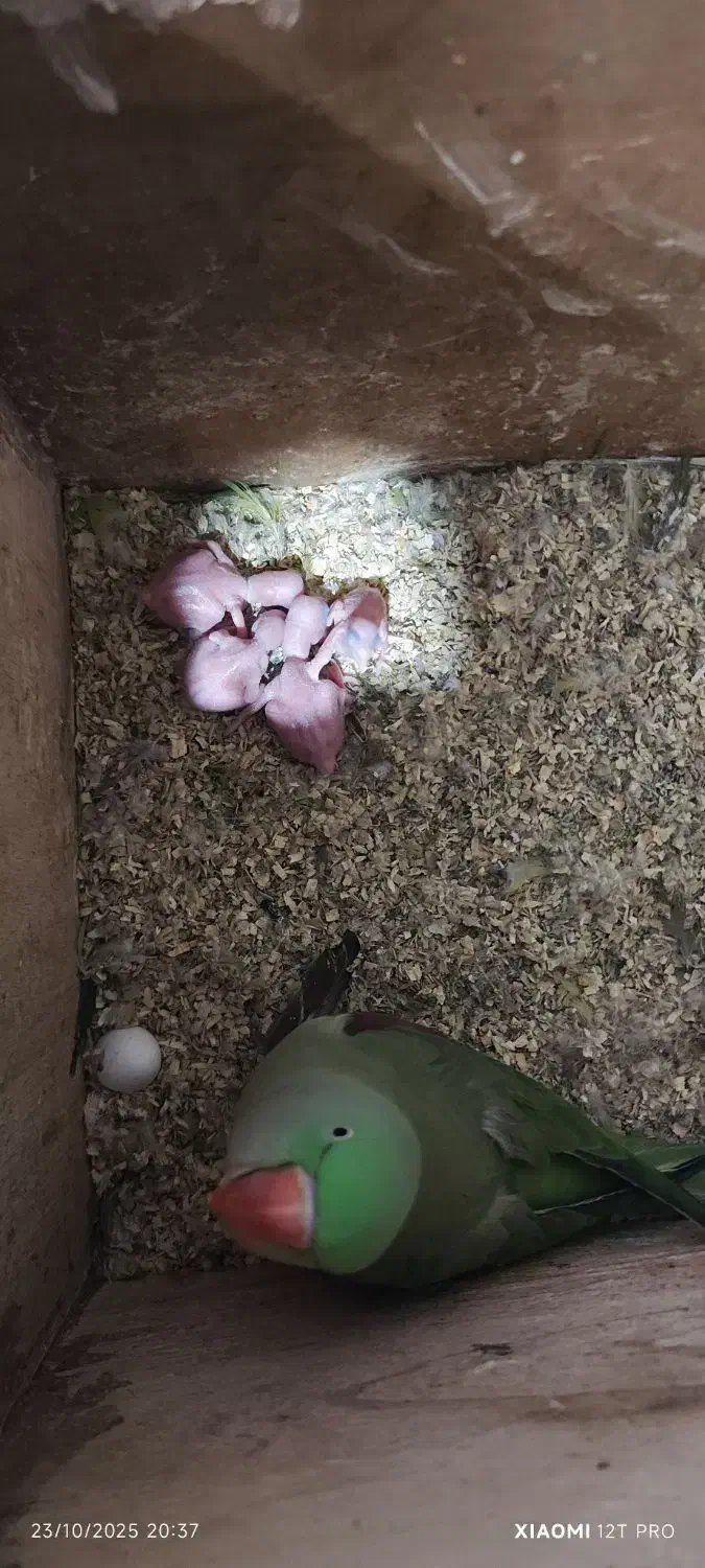 جوجه شاه طوطی|پرنده|اهواز, کوی جواهری|دیوار