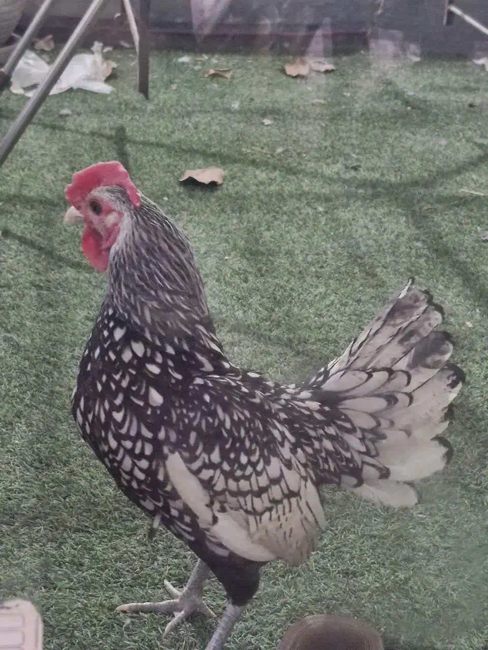 مرغ وخروس سیبرایت|حیوانات مزرعه|اصفهان, زوان|دیوار