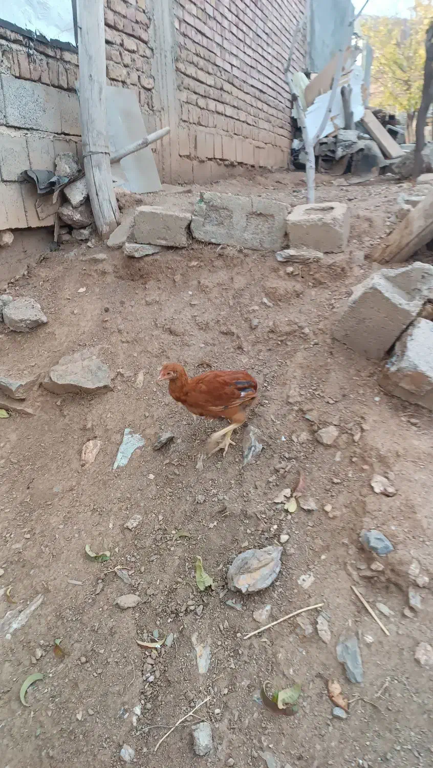 جوجه لاری و محلی و کوردی|حیوانات مزرعه|بانه, |دیوار