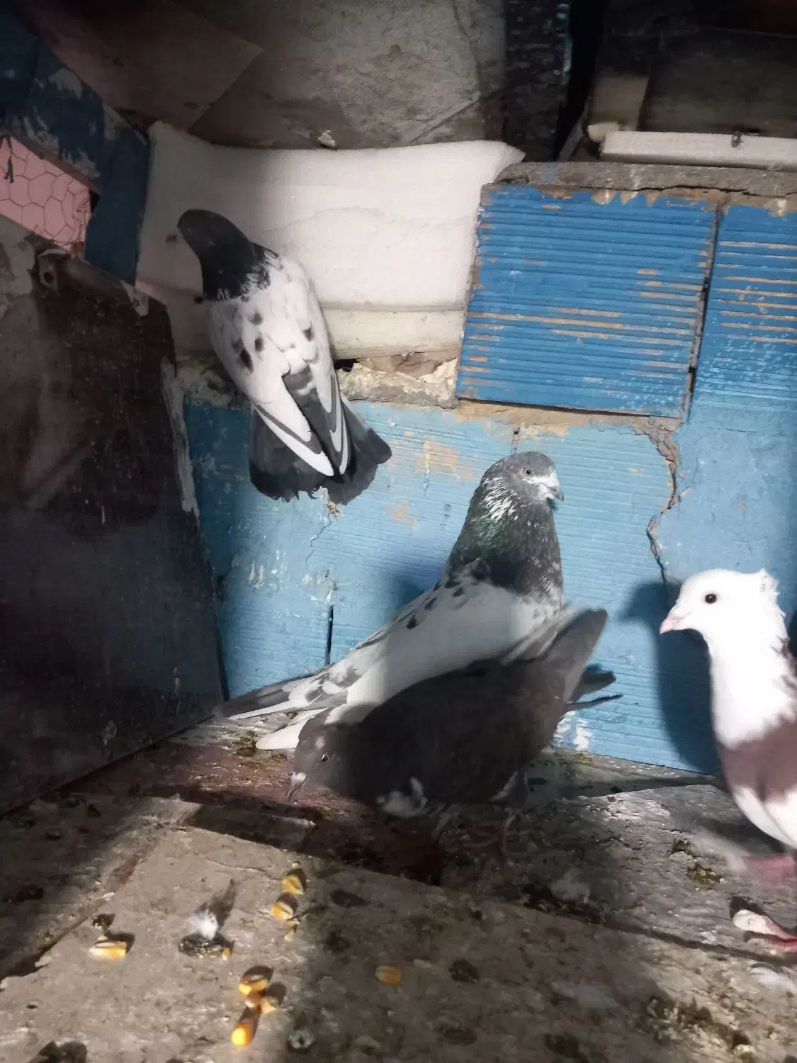 کبوتر زوردار|پرنده|اسلام‌‌آباد غرب, |دیوار