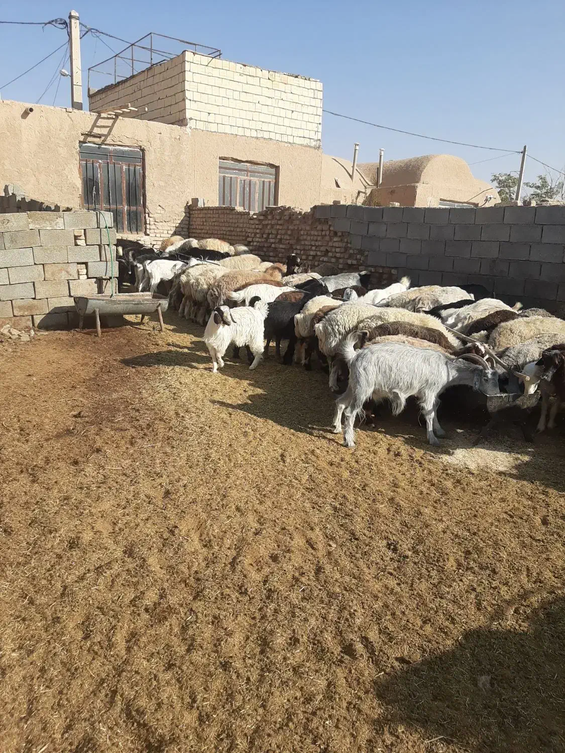 میش و بز|حیوانات مزرعه|اقلید, |دیوار