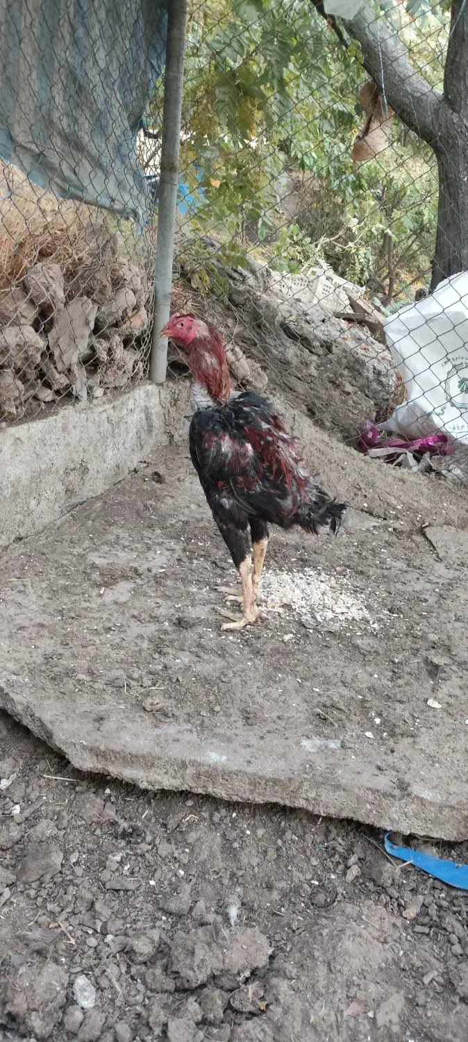 فروش مرغ و خروس لاری اصل و نسب دار|حیوانات مزرعه|سردشت, |دیوار