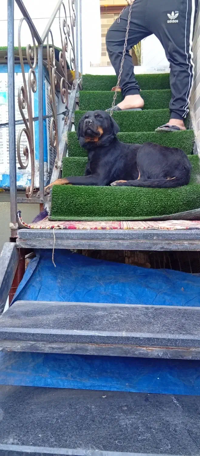 سگ روتوایلر|سگ|کهریزک, |دیوار