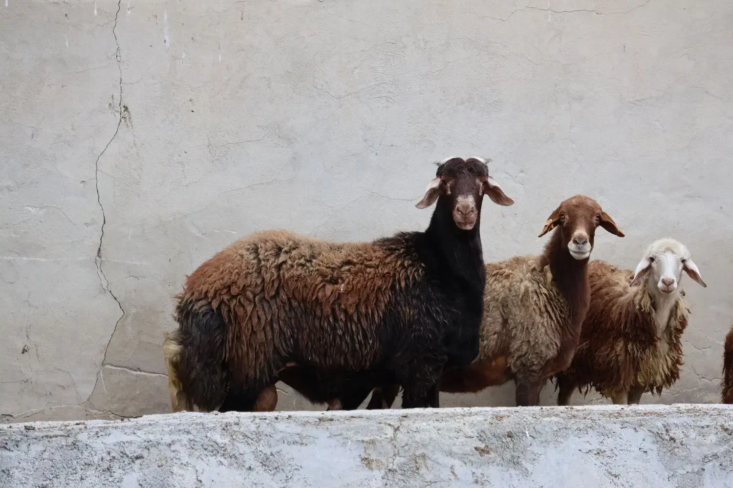 نر  تخمی جوان +4 راس بره و مادر|حیوانات مزرعه|گرگان, |دیوار