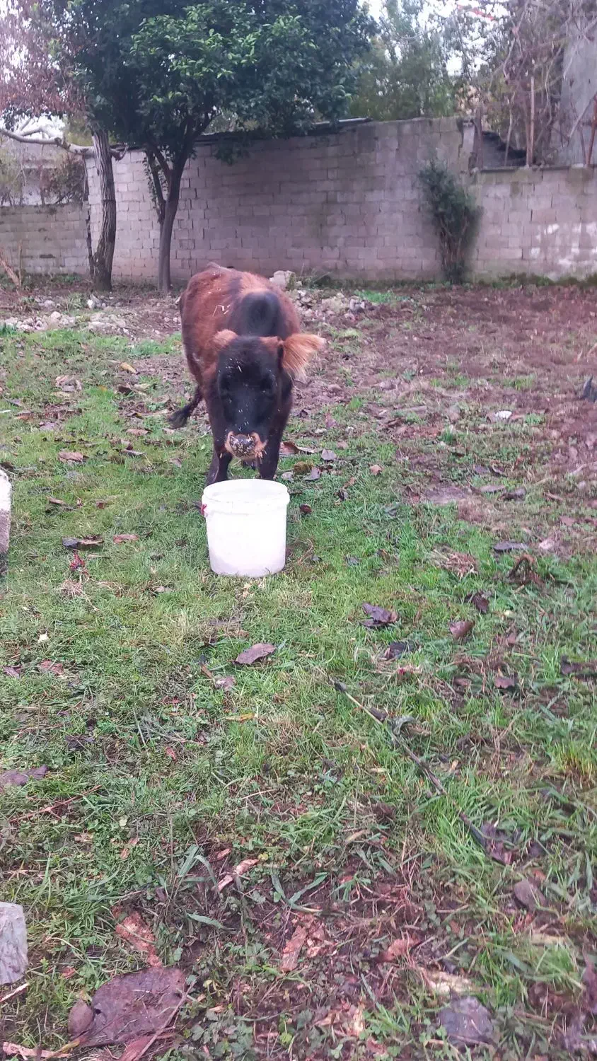 فروش ۲عددلیشه،یک عددنر|حیوانات مزرعه|گوراب زرمیخ, |دیوار