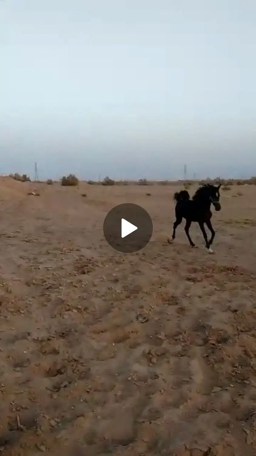 فروش و معاوضه|اسب و تجهیزات اسب‌سواری|آمل, |دیوار