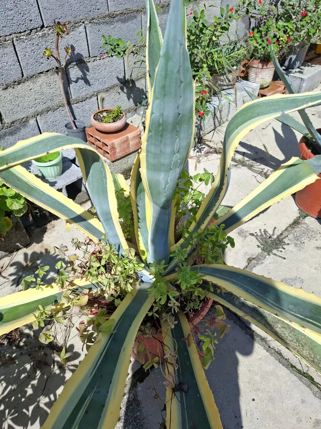 گل و گیاه|گل و گیاه طبیعی|نوشهر, |دیوار