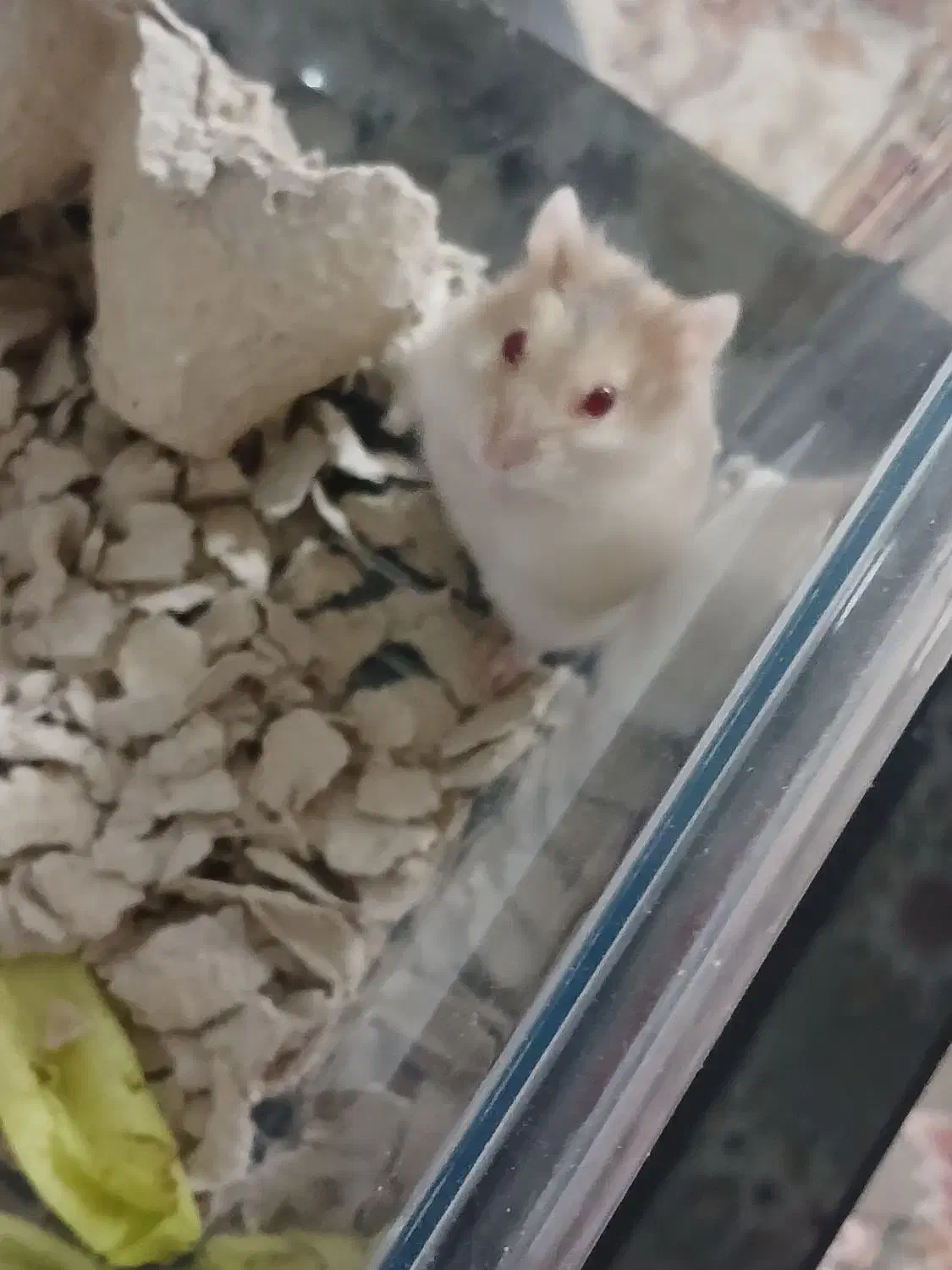 همستر دستی|موش و خرگوش|لنجان, |دیوار