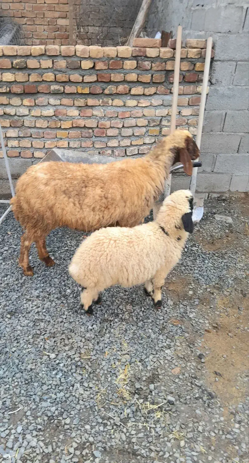 میش وبره|حیوانات مزرعه|کرمانشاه, |دیوار