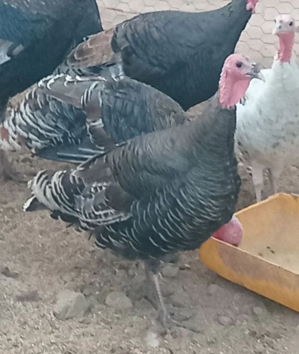 فروش بوقلمون محلی|حیوانات مزرعه|قائم‌شهر, |دیوار