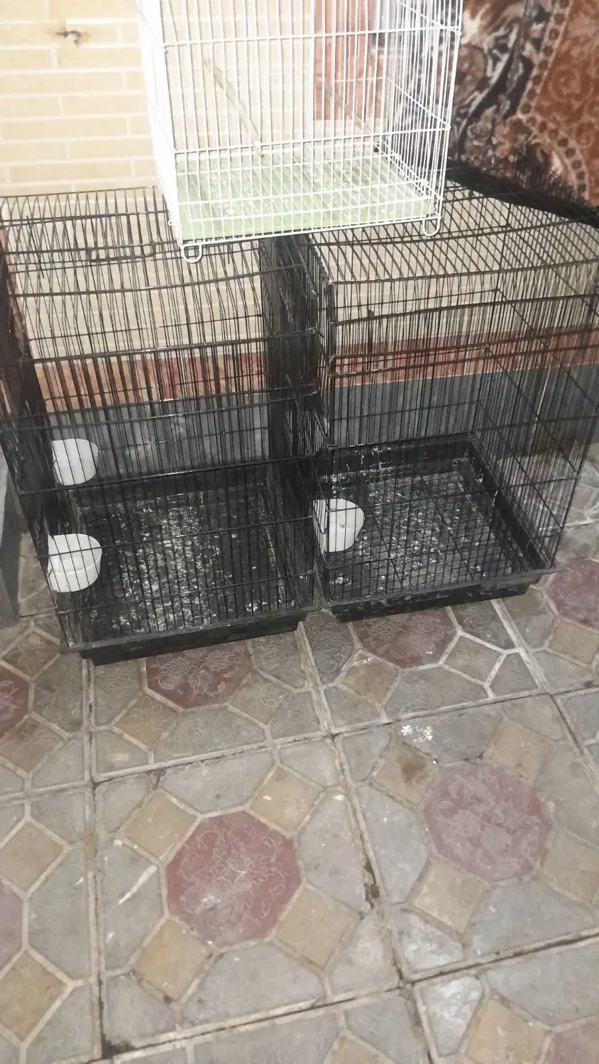 قفس کاسکو پرنده|لوازم جانبی حیوانات|آذرشهر, |دیوار