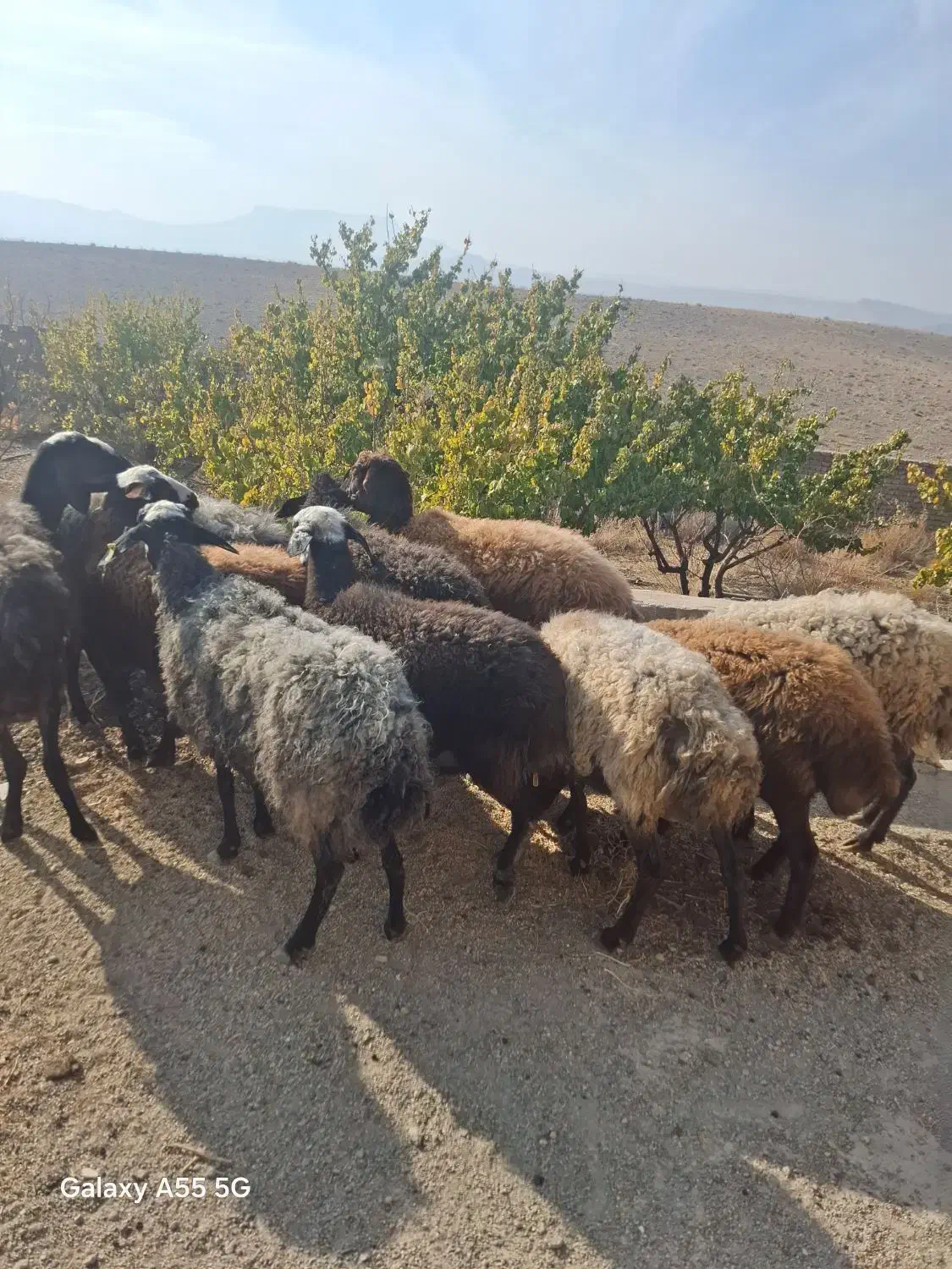 میش آبستن|حیوانات مزرعه|کهک, |دیوار