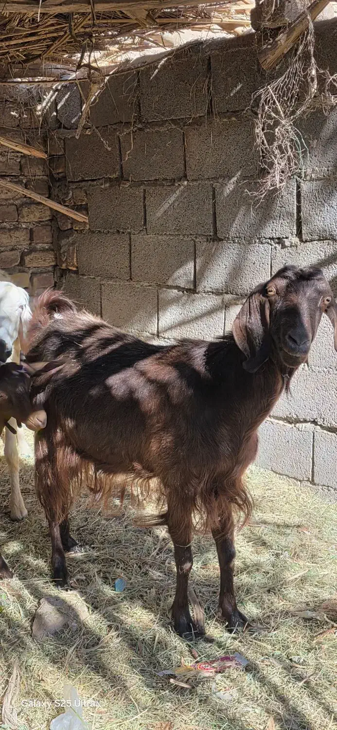 گوسفند|حیوانات مزرعه|بم, |دیوار