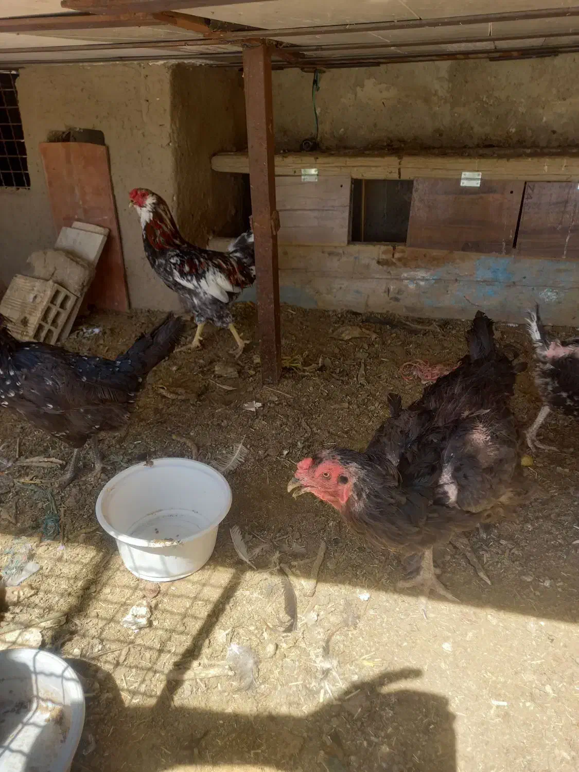 گلین معاوضه عروس هلندی برزیلی فنچ کینگ قناری و..|پرنده|محمدشهر, محمدشهر|دیوار