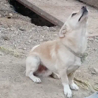 سگ پامر روباهی|سگ|همدان, |دیوار