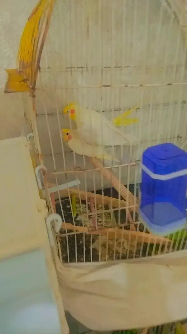 کوتوله برزیلی و عروس مولد|پرنده|بندر ماهشهر, |دیوار