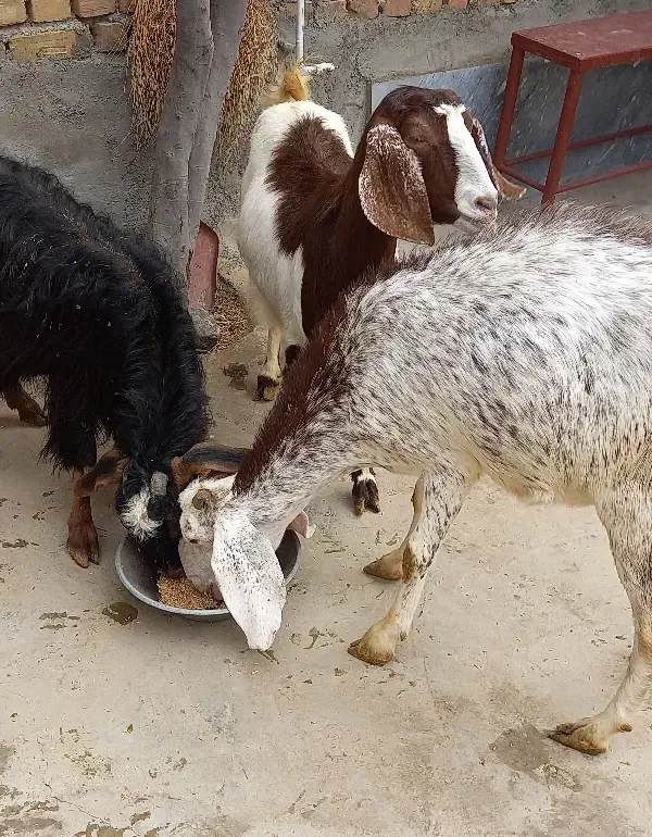 سه راس بز دوقلوزا|حیوانات مزرعه|قروه, |دیوار