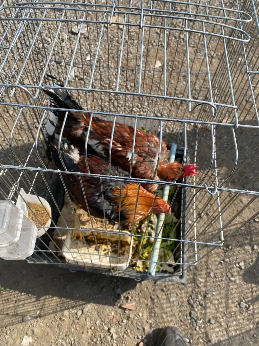 لاری|حیوانات مزرعه|تهران, جلیلی|دیوار