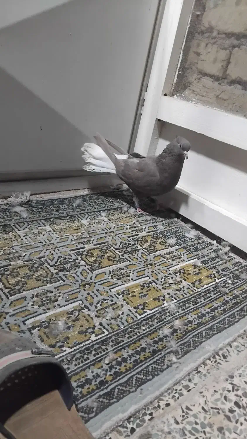 سه عدد کفتر سیاه دم سفید ماده|پرنده|نجفآباد, یزدانشهر|دیوار