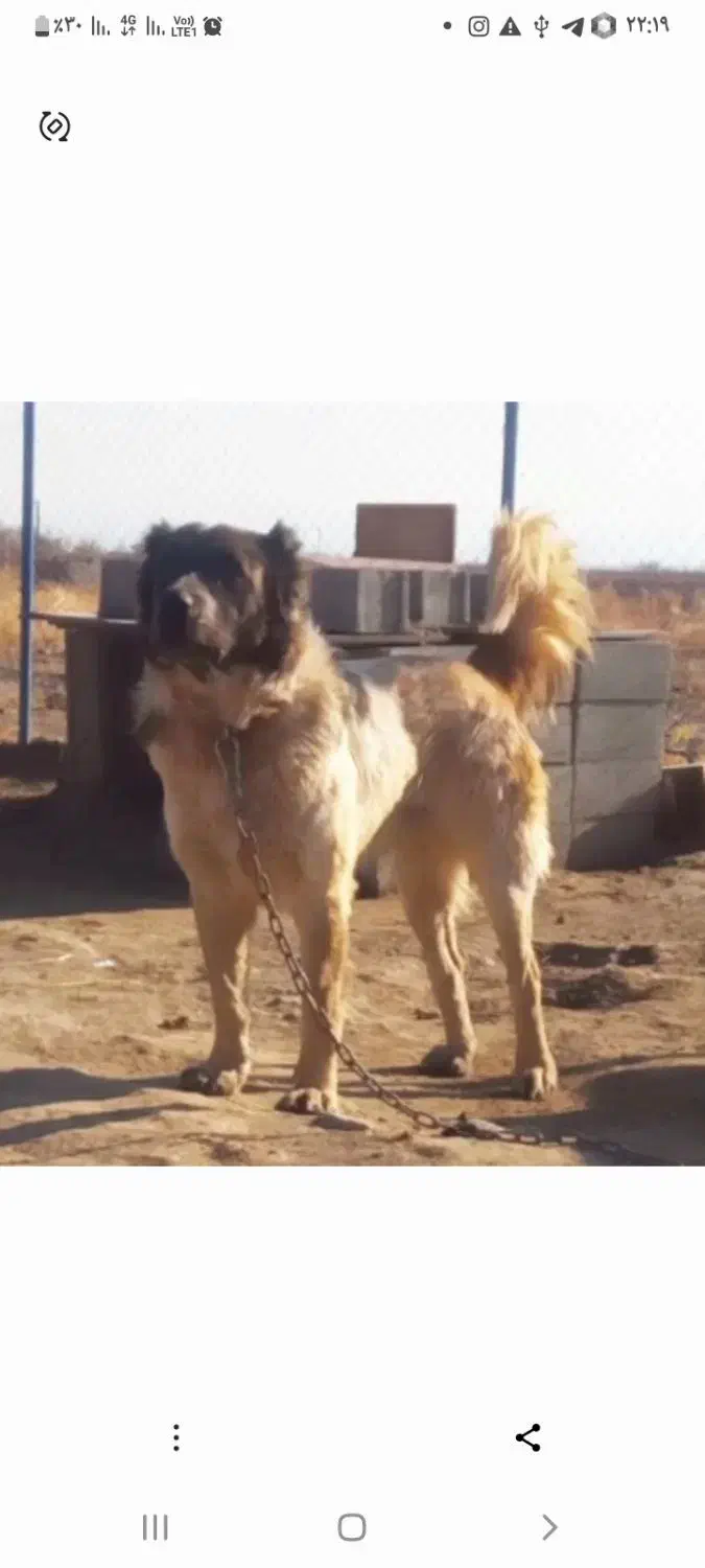 مژدگانی موتور سیکلت سگ گمشده|حیوانات|تبریز, |دیوار