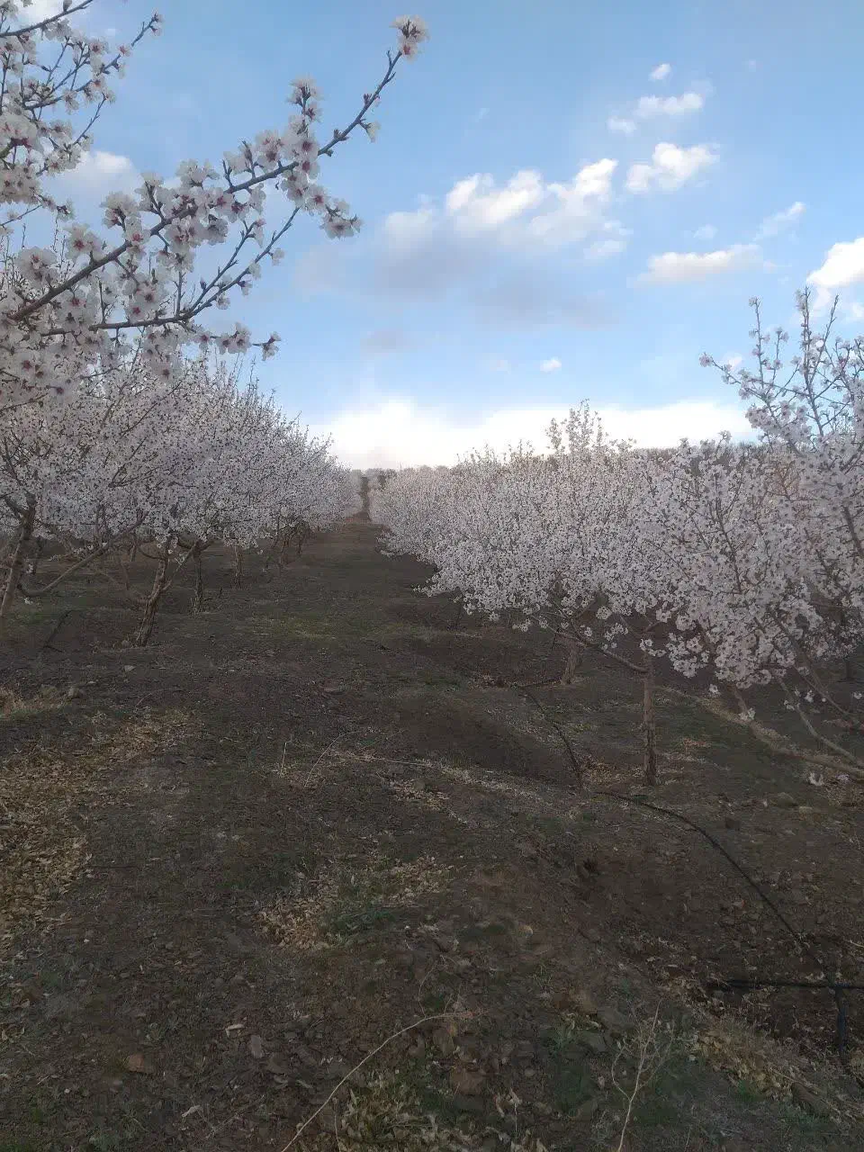 باغستان مثمر بادام|فروش دفتر صنعتی، کشاورزی، تجاری|زاینده رود, |دیوار