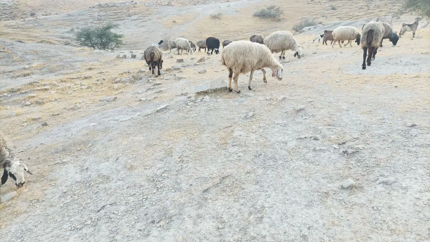 14راس میش داشتی|حیوانات مزرعه|کازرون, |دیوار