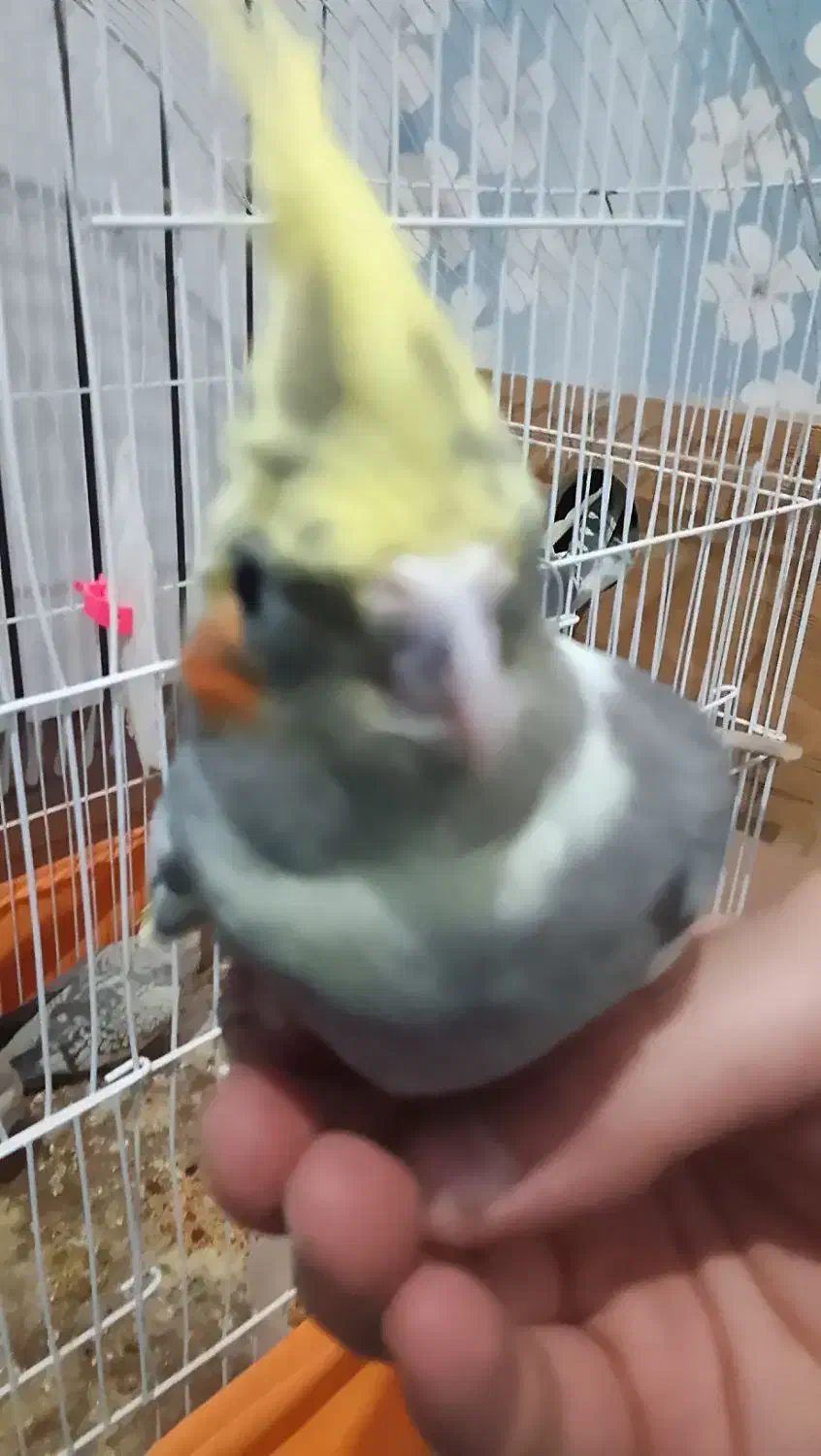 عروس هلندی|پرنده|تبریز, |دیوار