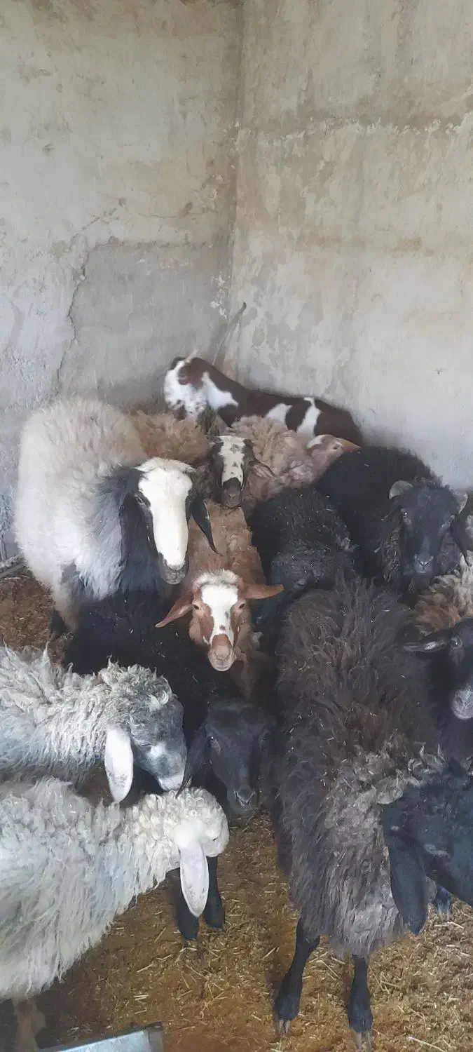 گوسفند بره بز پاکستانی قوچ شال رومانوف یکجا|حیوانات مزرعه|سرخه حصار, |دیوار