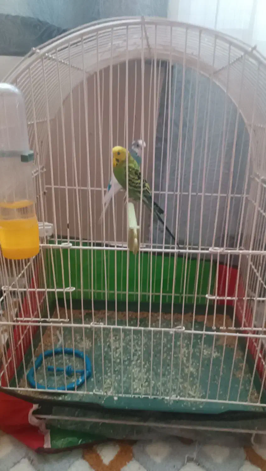 دوعدد مرغ عشق با قفس|پرنده|تبریز, |دیوار